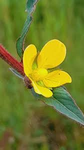 Image result for Ludwigia octovalvis
