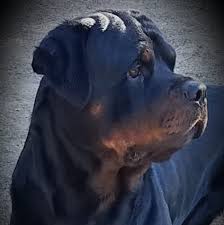 Dog breeders and dog breeds directory. Highland Rottweilers Home Facebook