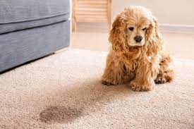 How To Clean Pet Pee Stains From The Carpet Daily Paws