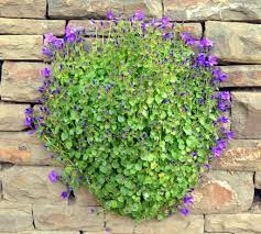 Gesunde & robuste pflanzen für ihren garten: Bellflower Planting And Advice On Caring For It Using It For Edges Walls