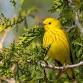 Lilacs and Warblers Birding Adventure