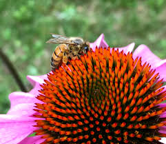 Maybe you would like to learn more about one of these? 10 Ways You Can Help Save The Bees New York Bee Sanctuary