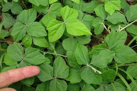 Image result for Macroptilium atropurpureum