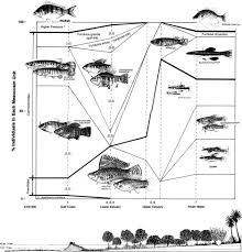 Image result for Cyperus longicarpus