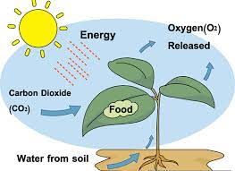 What Material Do Plants Make During Photosynthesis Socratic