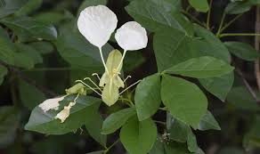 Image result for Cadaba