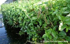 Image result for Platostoma