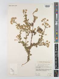 Image result for Pseudoconyza viscosa