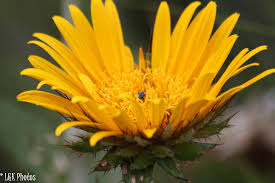 Image result for Berkheya carlinopsis