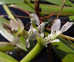 Image result for Aponogetonaceae