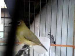 Setiap jenis memang memiliki karakteristik masing masing. Pleci Dakun Jatim Ngewit Wit Youtube