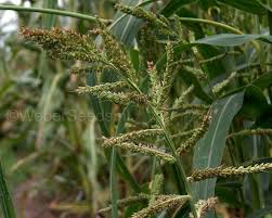 Image result for Echinochloa