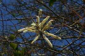 Image result for Acacia nigrescens