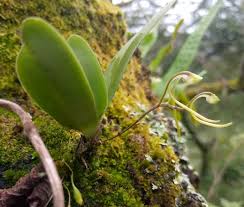 Image result for Angraecopsis gracillima