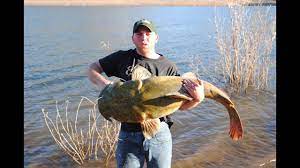 Monster Flathead Catfish 8lb 21lb And A 60lb Catfish World Cat Fish