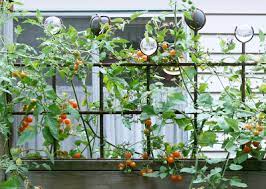 Check spelling or type a new query. Cherry Tomatoes Gardening Solutions University Of Florida Institute Of Food And Agricultural Sciences