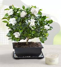 Image result for Gardenia