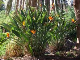 Image result for Strelitziaceae