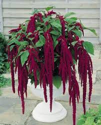 Applying fertilizers to your amaranth seeds will help the plants to grow, and develop in optimum conditions. 33 Amaranthus Whaaat Ideas Amaranthus Annual Flowers Flower Seeds
