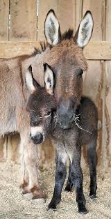 Baby Donkey And His Mama Susseste Haustiere Tiere Und Susse Tiere