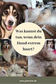 mein hund haart extrem ursachen und gegenmassnahmen hunde hundepflege hunde futter