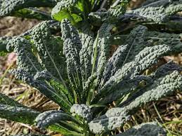 Cavolo nero is curly kale's tall, dark italian cousin. Black Kale Nero Di Toscana Growing Stock Photo Image Of Potagerie Outdoors 158411098