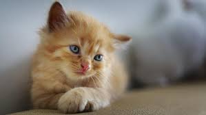 We did not find results for: 40 Nama Lucu Kucing Betina Mudah Diingat Dan Menggemaskan Ragam Bola Com
