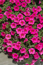 Image result for foto Million Bells