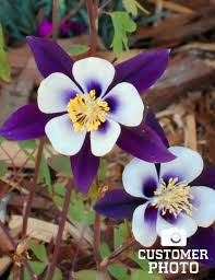 Image result for Aquilegia pompom mix
