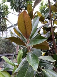 Image result for Mechowia grandiflora
