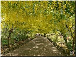 Bodnant The Laburnum Arch Arch Countryside Garden