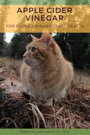 Apple Cider Vinegar For Cats Cat Uti Home Remedy Cat Uti Cat Remedies Cat Health Remedies