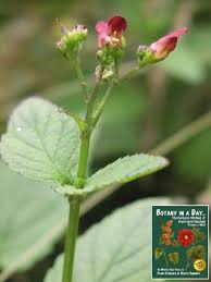 Image result for Scrophulariaceae