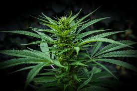 Maybe you would like to learn more about one of these? Medical Card In Pennsylvania Cannabis Care Consultants