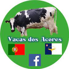 Os açores são o paraíso, mas são também o inferno ambiental, por causa das vacas? Vacas Dos Acores Posts Facebook