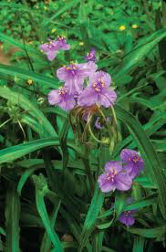 Find tips and guides to grow and maintain the perfect garden for your home. Wildflowers Of Texas Texas Highways