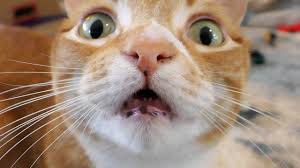 Maybe you would like to learn more about one of these? How To Brush Your Cat S Teeth Youtube