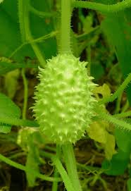 Image result for Cucumis