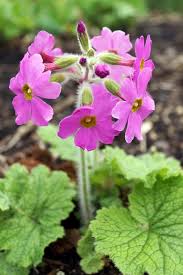 Image result for Primula