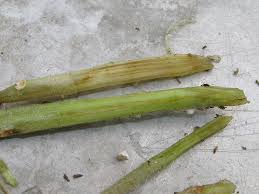 Image result for tomato seedling fusarium wilt