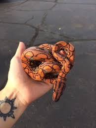 Building your brazilian rainbow boa setup. Rainbow Boa Brazilian