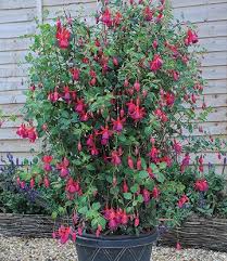 Kletter Fuchsie Pink Fizz Kletterpflanzen Bei Baldur Garten Wachsenden Pflanzen Pflanzen Kletterpflanzen