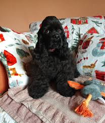 Image result for americký kokršpaněl