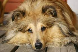 Breed Info Animal Health Center