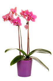 Caring for your orchid in bloom. How To Make Your Orchid Last Costa Farms