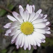 Image result for Hirpicium gracile