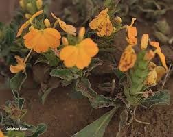 Image result for Crossandra fruticulosa