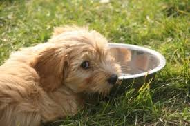 Image result for bakje water voor buitendieren