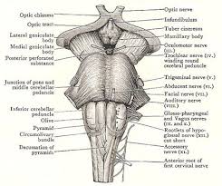Choose usage printed publication (book, brochure, journal, etc.) brainstem. Medulla Human Body Anatomy Nervous System Nervous System Anatomy