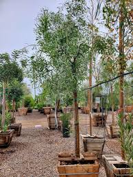 Image result for Acacia